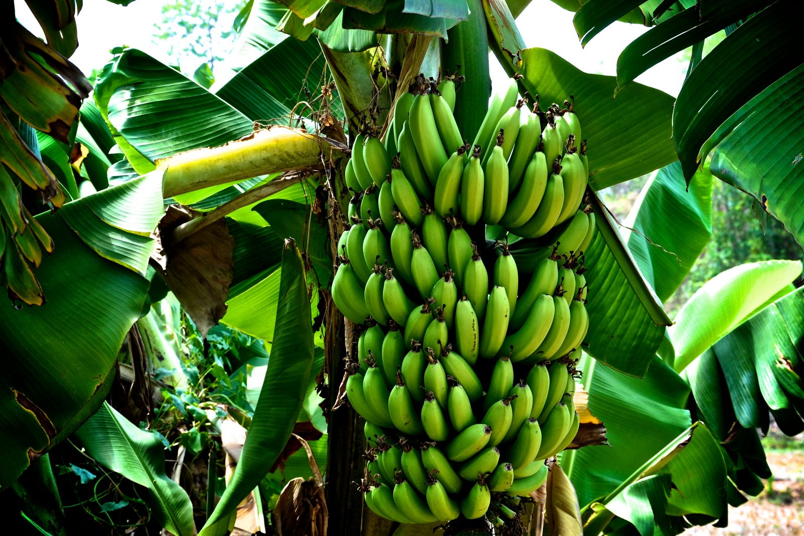 origin of bananas origin of bananas