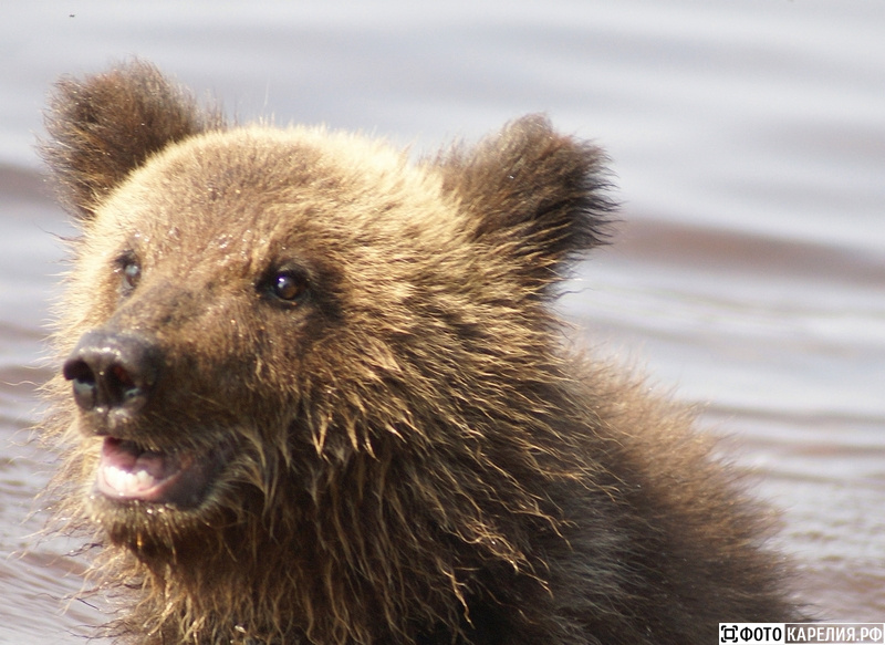 Мужчина спас тонущего медведя: развязка ошеломила