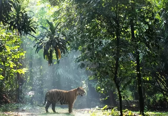 Экологии крупнейшего на Земле мангового леса угрожает разлив нефти