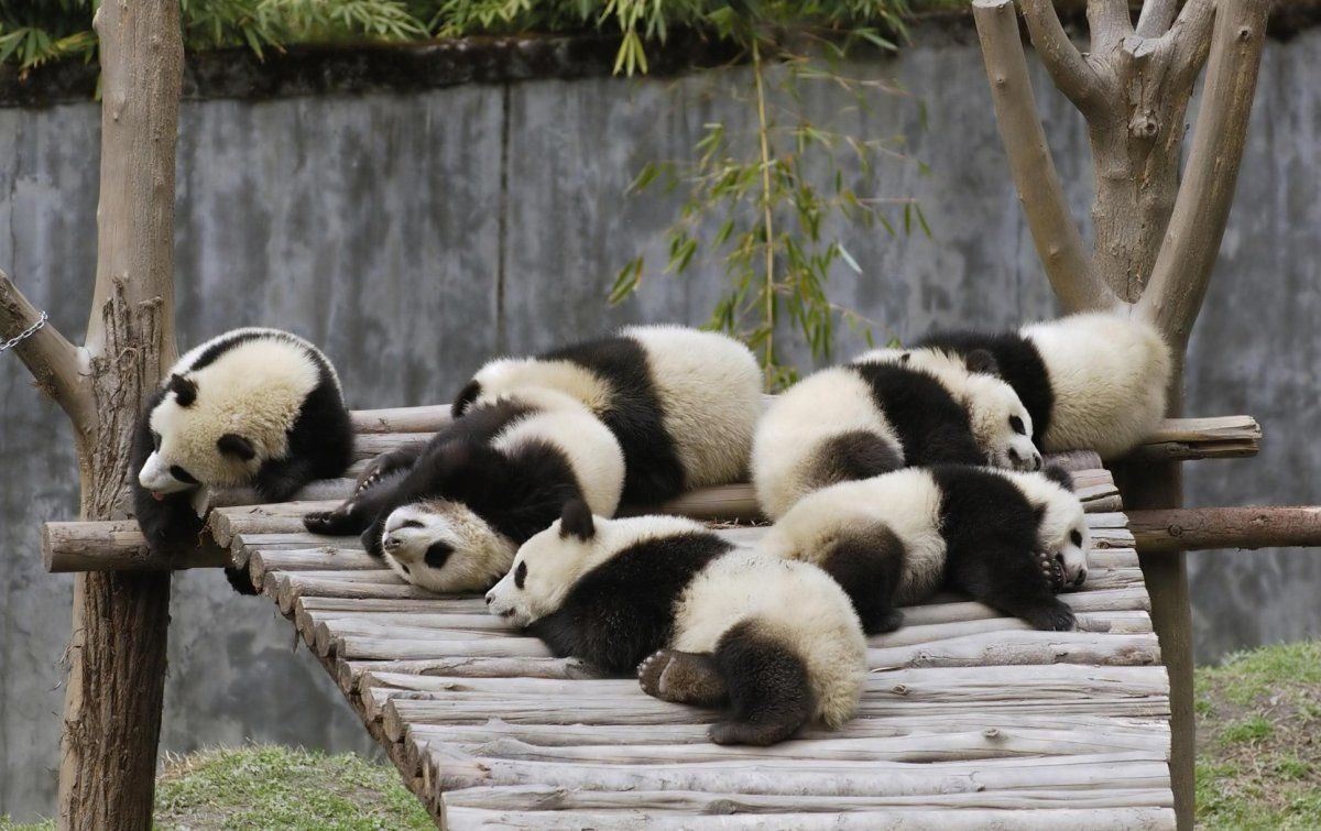 В Китае "закончились" панды, но в зоопарке нашли оригинальное решение этой проблемы 