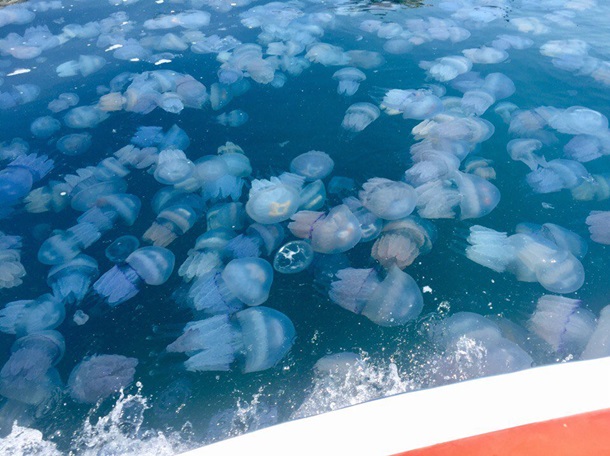 Люди боятся приближаться к морю, такой напасти в Крыму давно не было: на крымское побережье "напали" медузы - кадры