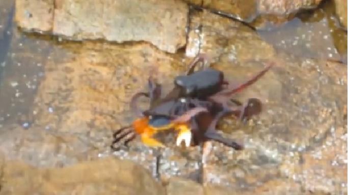 Природа как она есть: короткий бой краба с осьминогом