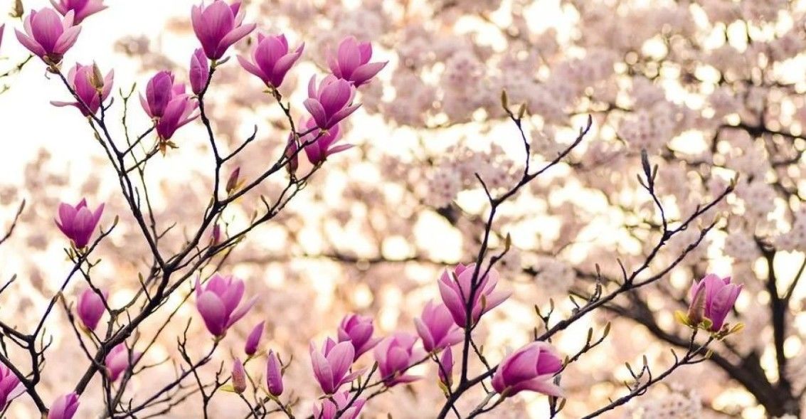 Синоптики удивили прогнозом погоды на весну: к чему нужно быть готовым украинцам в марте, апреле и мае