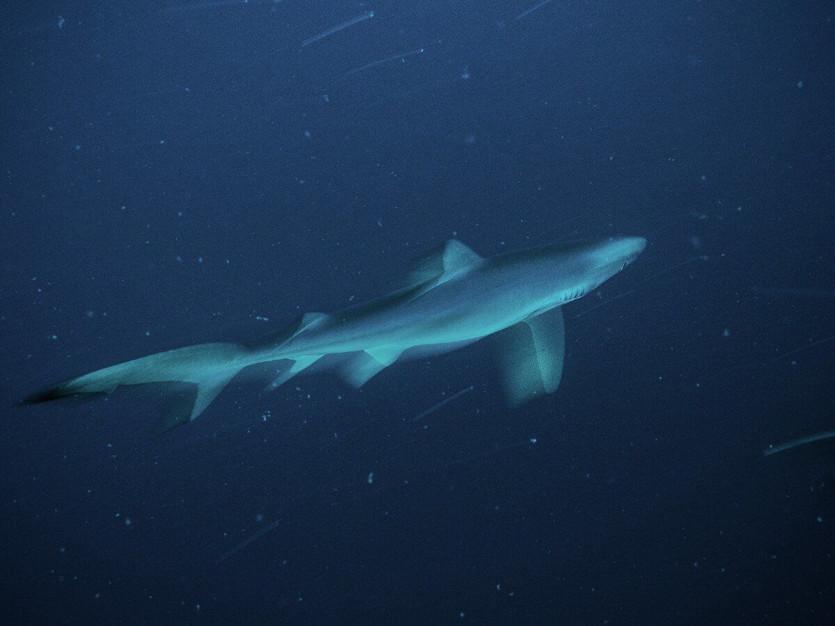У берегов Перу выловили белую акулу-"призрака" с редким генетическим расстройством