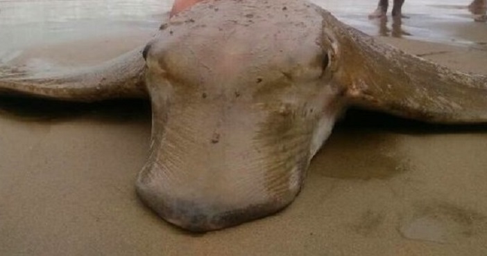 На побережье найдено очередное чудовище с Нибиру: страшилище без тела поразило даже бывалых рыбаков - фото