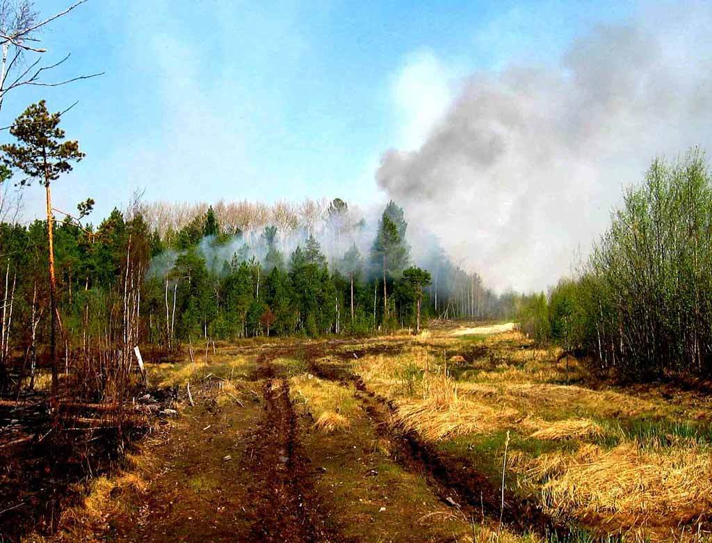 ​В Киевской области горит 10 га леса