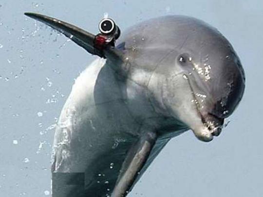 ​В Крыму украинские боевые дельфины сохранили верность Украине - подробности