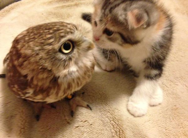 Дружба котенка и совы: Мимимишные фото и видео взорвало Интернет