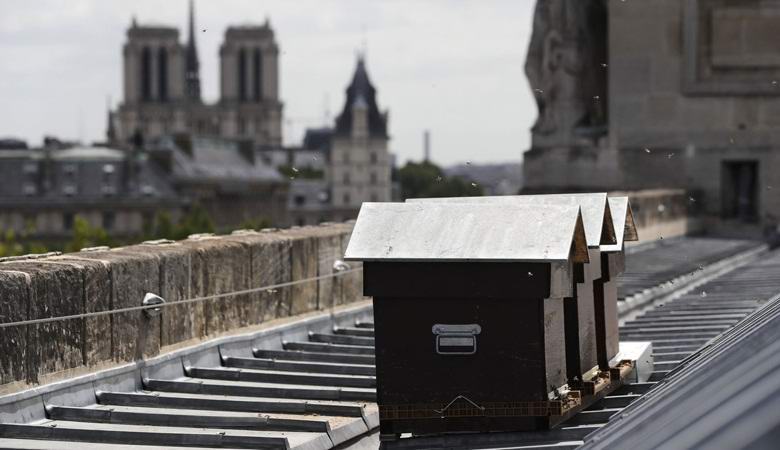 Весь мир потрясен невероятным чудом: в страшном пожаре в Нотр-Дам де Пари выжили пчелы, жившие на крыше легендарного собора - кадры