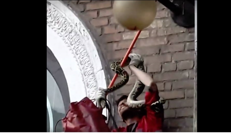 В центре Киева на фонарном столбе найден двухметровый питон: странная деталь удивила Сеть