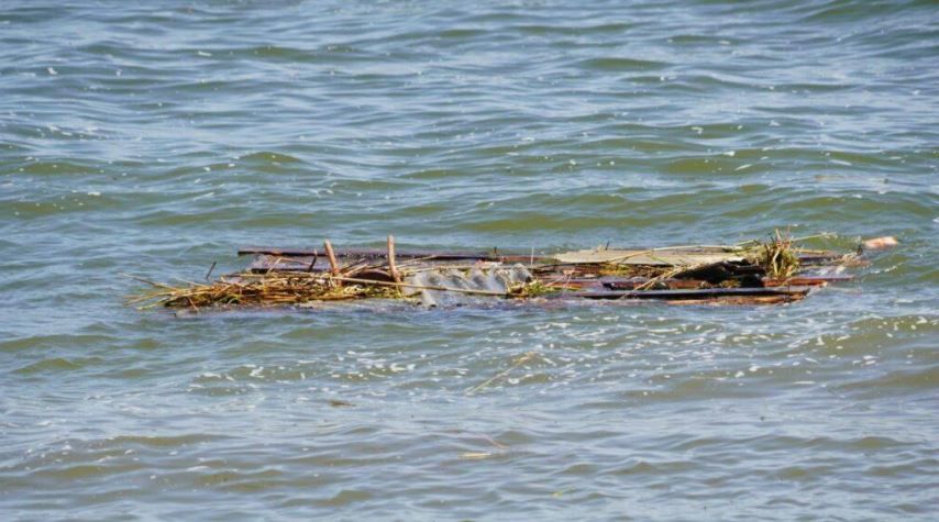 "Море превращается в свалку и кладбище животных", - в ГПСУ показали последствия подрыва Каховской ГЭС