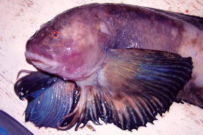 На рекордной глубине в Марианской впадине обнаружена полупрозрачная рыба