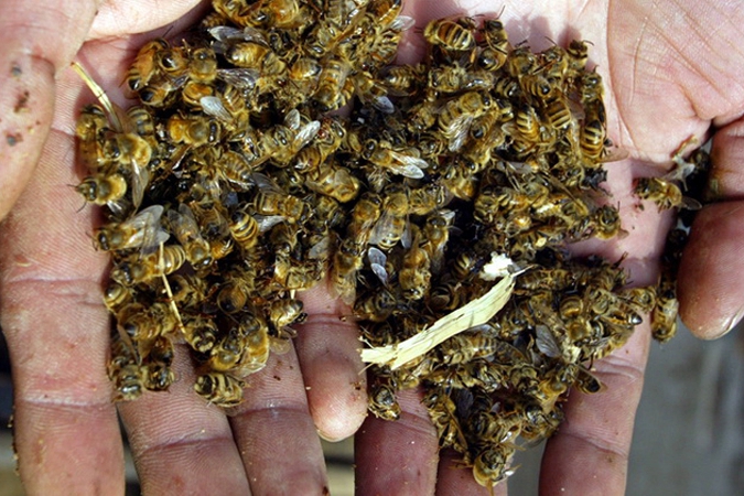 ​В России массовый мор пчел: потеряно уже более 30% пасек, и становится только хуже