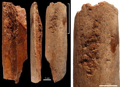 В Китае археологи обнаружили инструменты возрастом 115000 лет, сделанные из кости