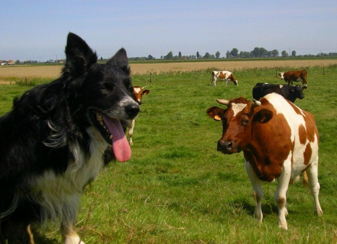 Корова, гуси и собаки: удивительная история эвакуации многодетного семейства