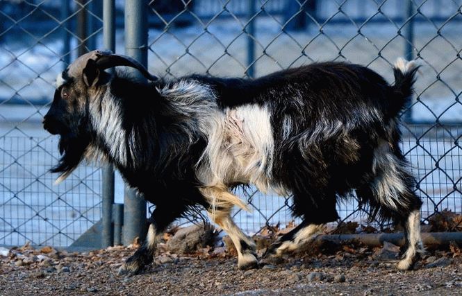 Дерзкий побег окрепшего козла Тимура: рогатый зверь сбежал прямо из рук российских ветеринаров