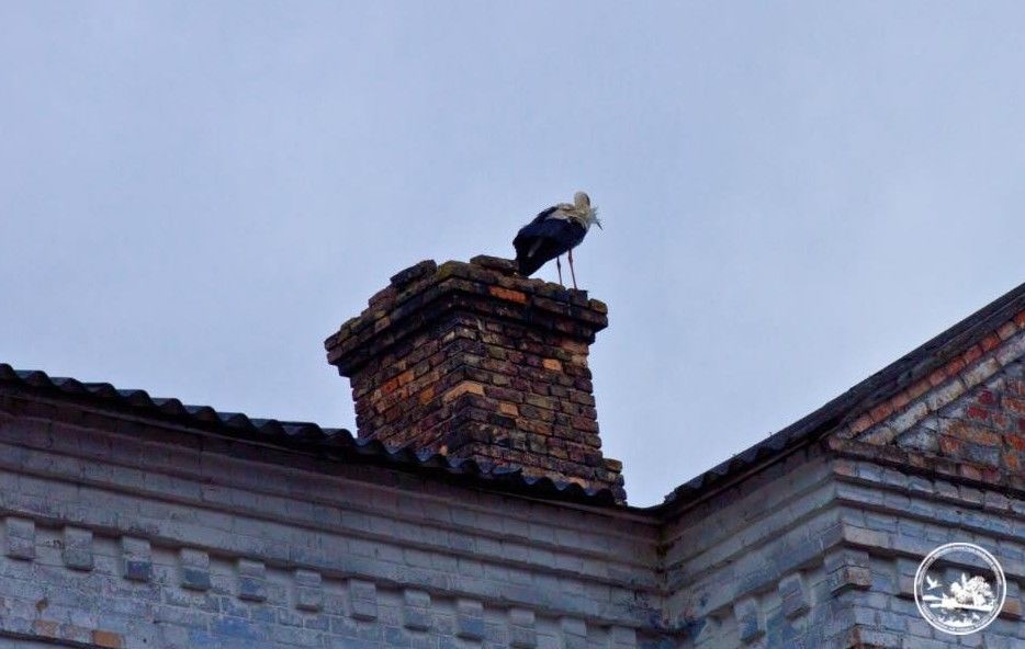 В Чернобыль спустя два десятилетия вернулись редкие птицы и поселились на крыше админздания
