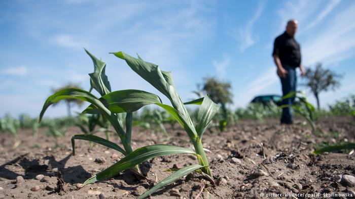 Эксперт ООН предрекает голод в Европе из-за аномальной жары и изменений климата