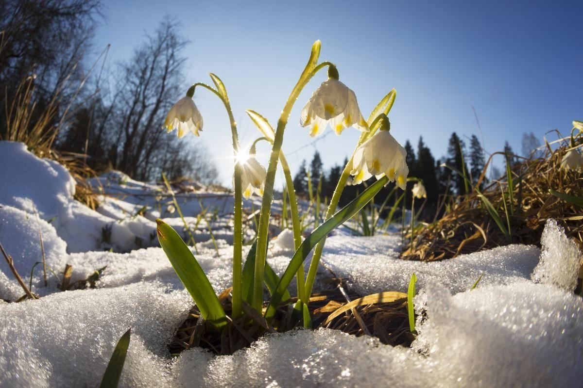 Когда в Украину придет метеорологическая весна, и что это такое - прогноз синоптика