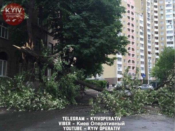 Сильный ветер в Киеве валил деревья и срывал рекламные щиты: первые кадры стихии
