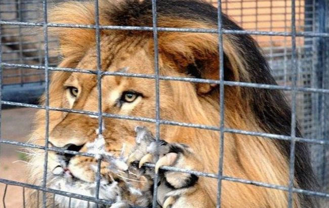 Во Львовской области лев растерзал двух посетителей зоопарка