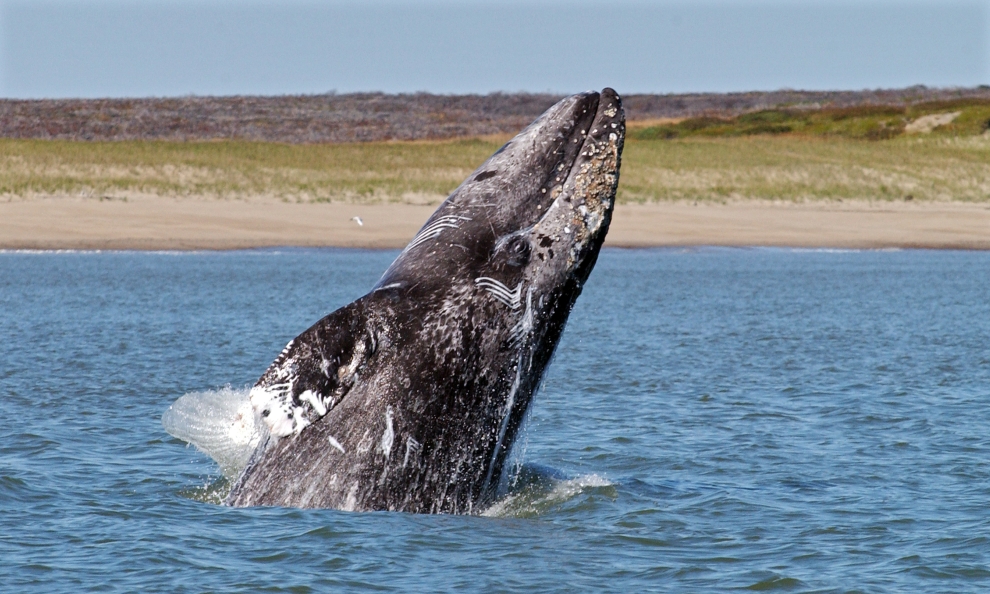 Серый кит убил жительницу Канады