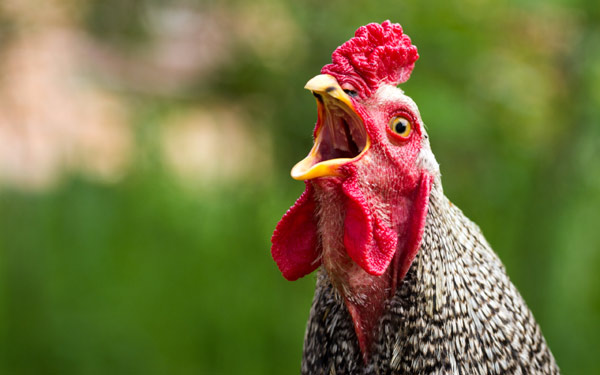 В Великобритании домашняя курица сбежала из дома в соседнее графство