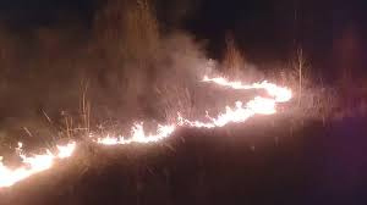 В Броварах горит большой участок сухой травы: пожарные уже приступили к тушению