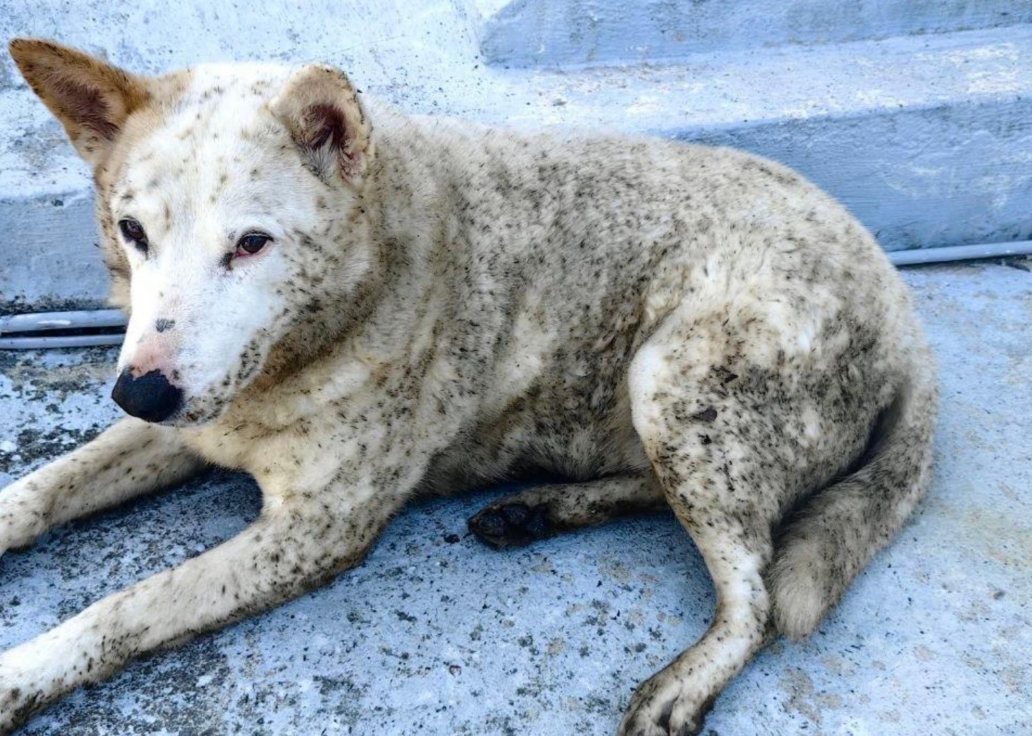 В Туапсе жалуются на катастрофу в городе из-за "нефтяных дождей" – все животные в ужасном состоянии 