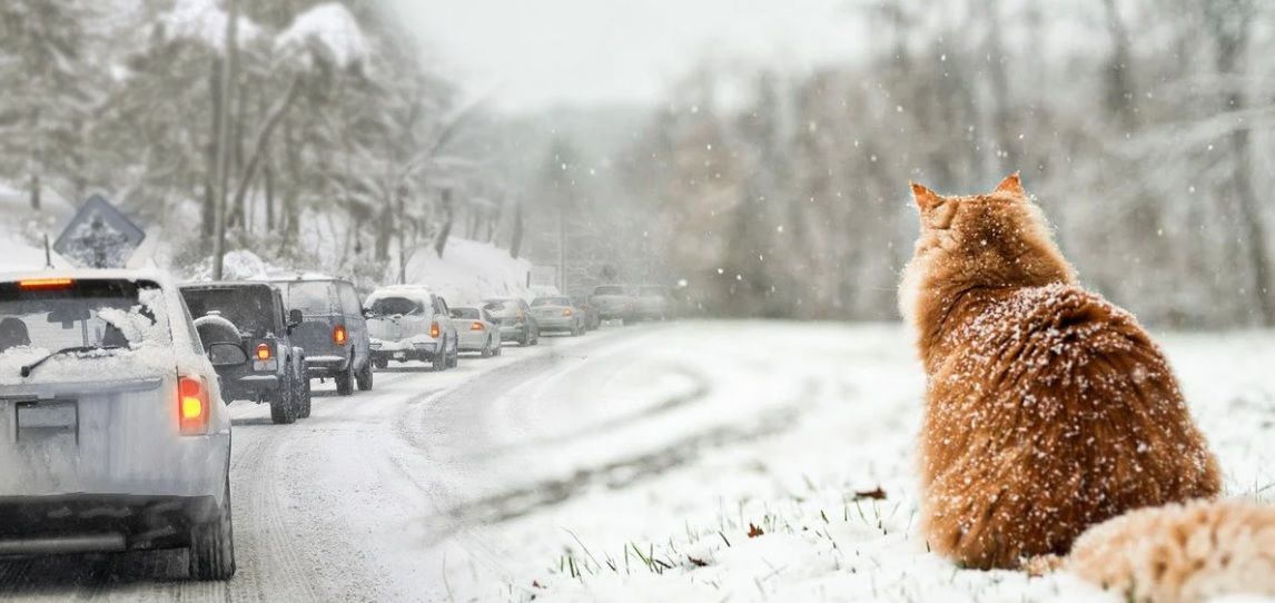 На погоду в Украине повлияют циркуляция воздуха над океанами и полярный вихрь: прогноз на январь – февраль