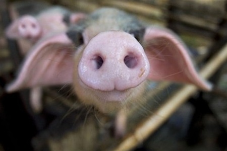 Белоруссия ограничивает ввоз свинины из Украины