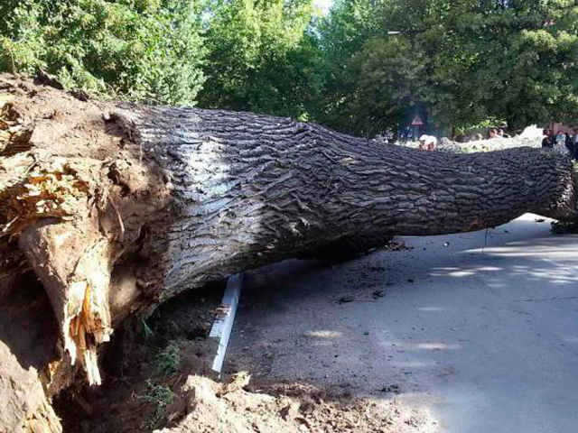 МВД: маленькую девочку в Киеве убило упавшее дерево