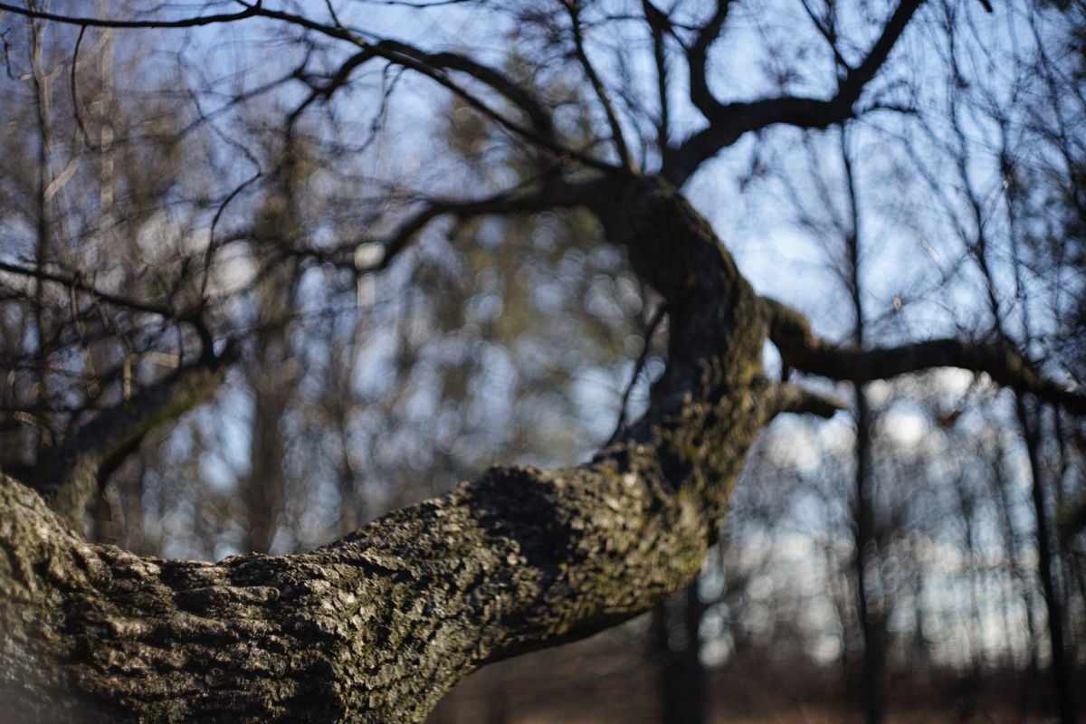 Морозные ночи и ясные дни: какой будет погода в Украине на рубеже зимы и весны