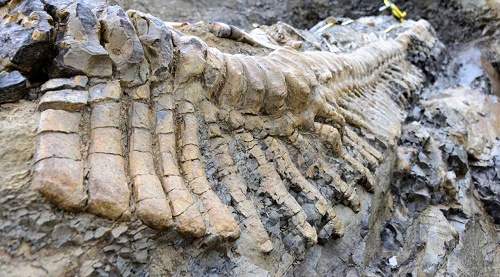 Древние динозавры первыми болели артритом 