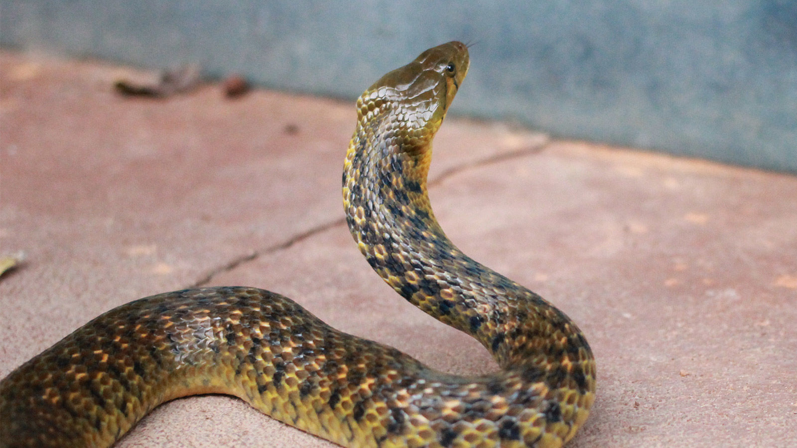 "Найгірший кошмар", – жива змія наробила переполоху у салоні літака Thai AirAsia