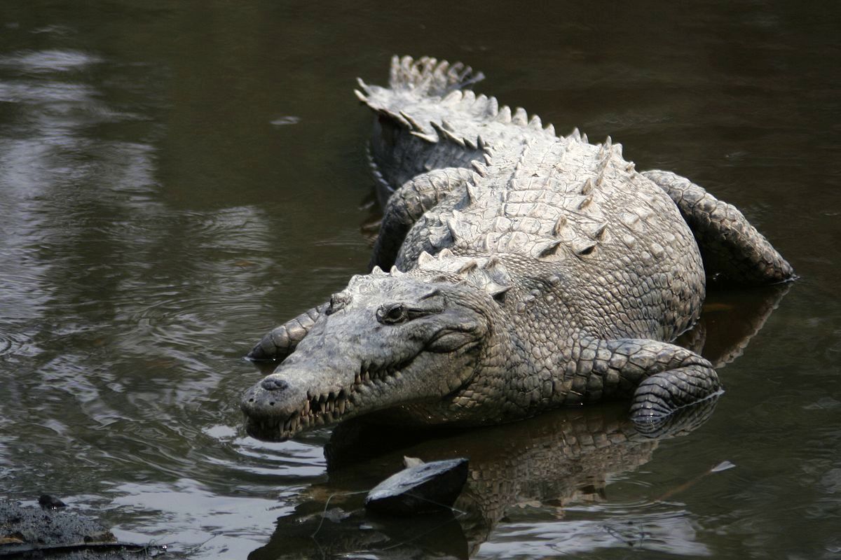 В Ялте из-за потопа десятки крокодилов оказались на свободе, сбежав из террариумов, - рептилий ловили руками