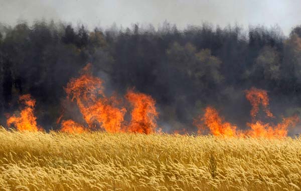 В результате обстрела в Тельмановском районе загорелись пшеничные поля
