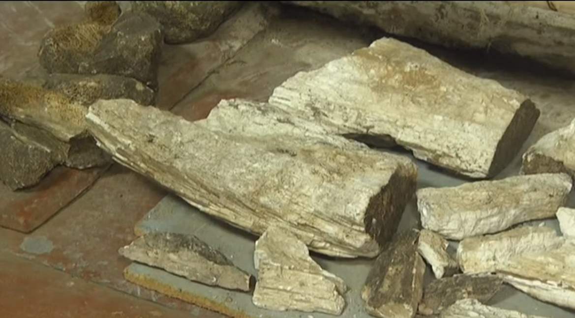 В Запорожской области археологи нашли останки мамонта - кадры