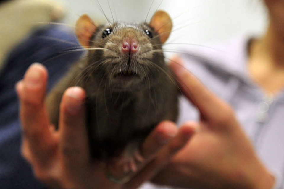 Мышечные боли и кровь изо рта: на планете вспыхнула "крысиная лихорадка"