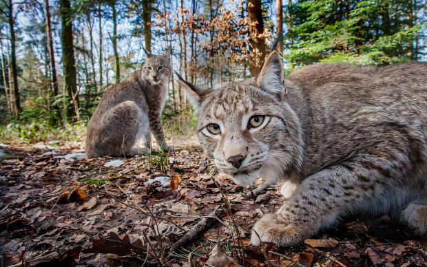 В лесах Чернобыля обнаружили необычное животное