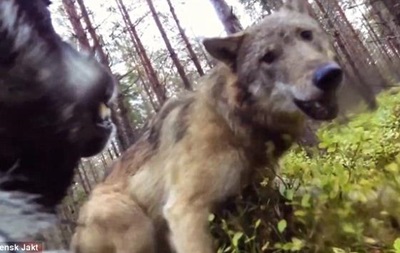 Нападение волков на собаку: ужасающие кадры животной агрессии
