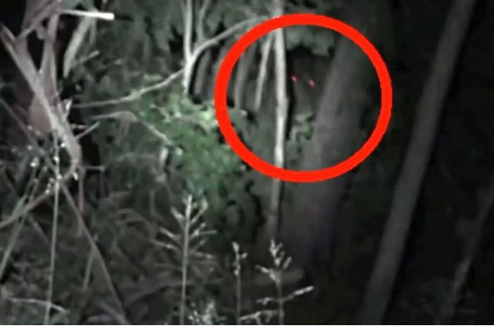 Гигантское существо с ярко-красными глазами: кадры монстра из Австралии напугали местных жителей 