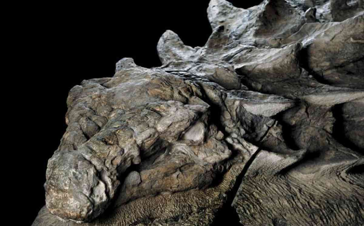 Великолепно сохранившуюся окаменелую мумию динозавра показали канадские ученые: на извлечение находки из камня археологам понадобилось 5 лет - фото
