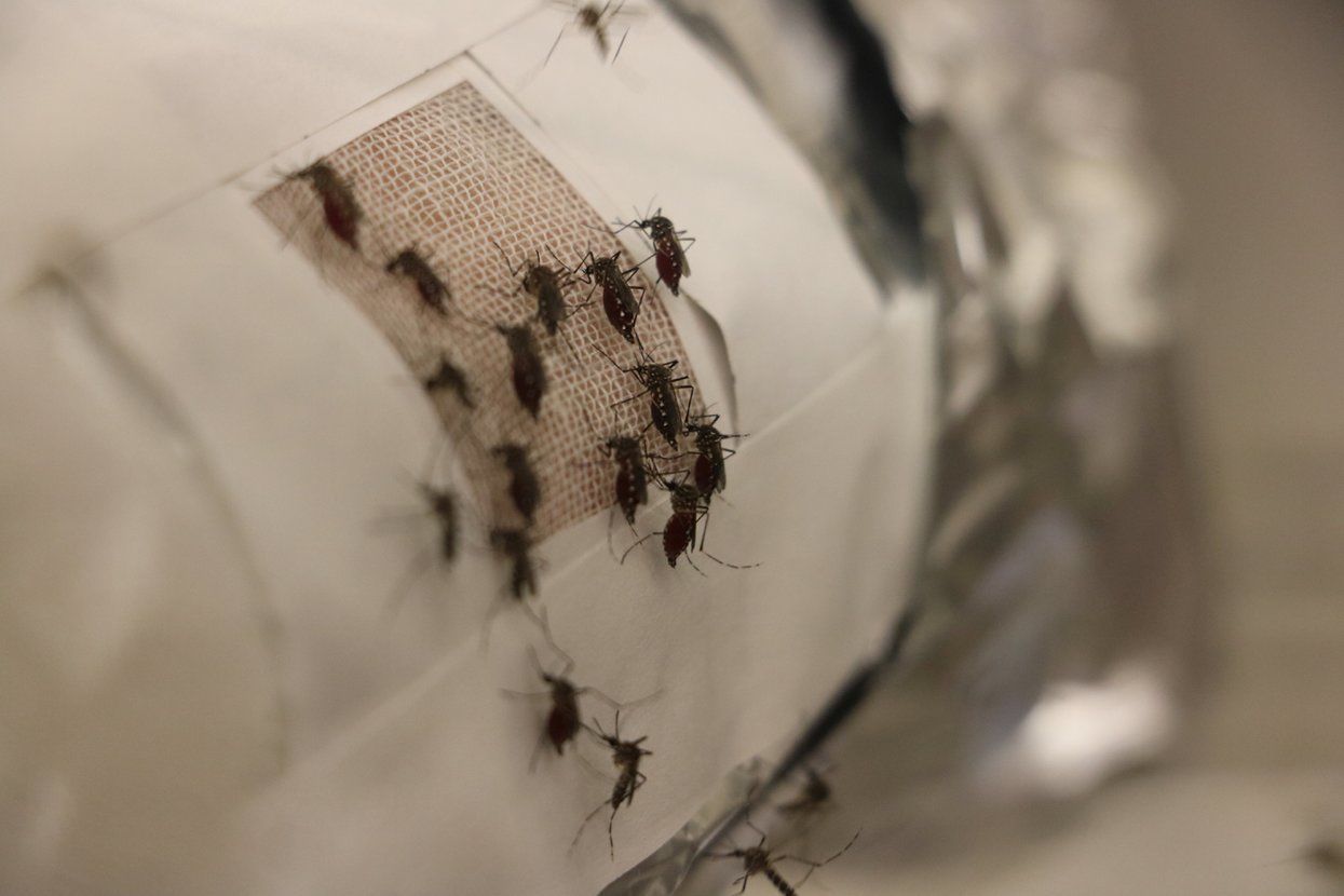 Система ППО проти комарів і "зошит смерті": умілець із Китаю презентував нову "зброю" – кадри