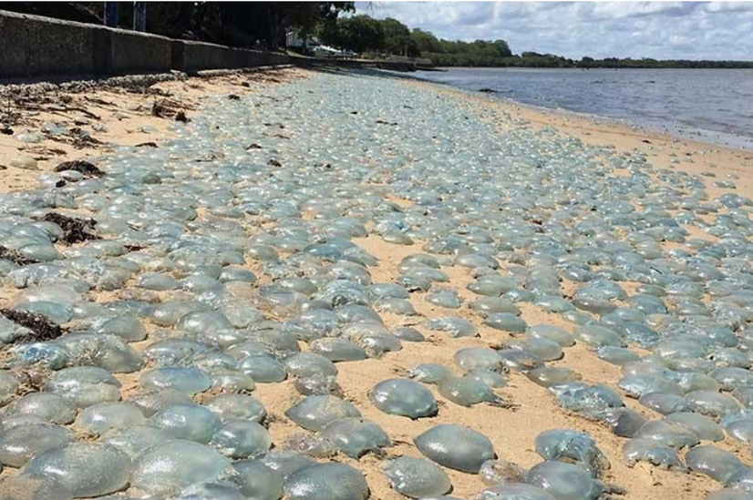 Экологи в шоке: тысячи ядовитых голубых медуз выбросились из воды на побережье Австралии