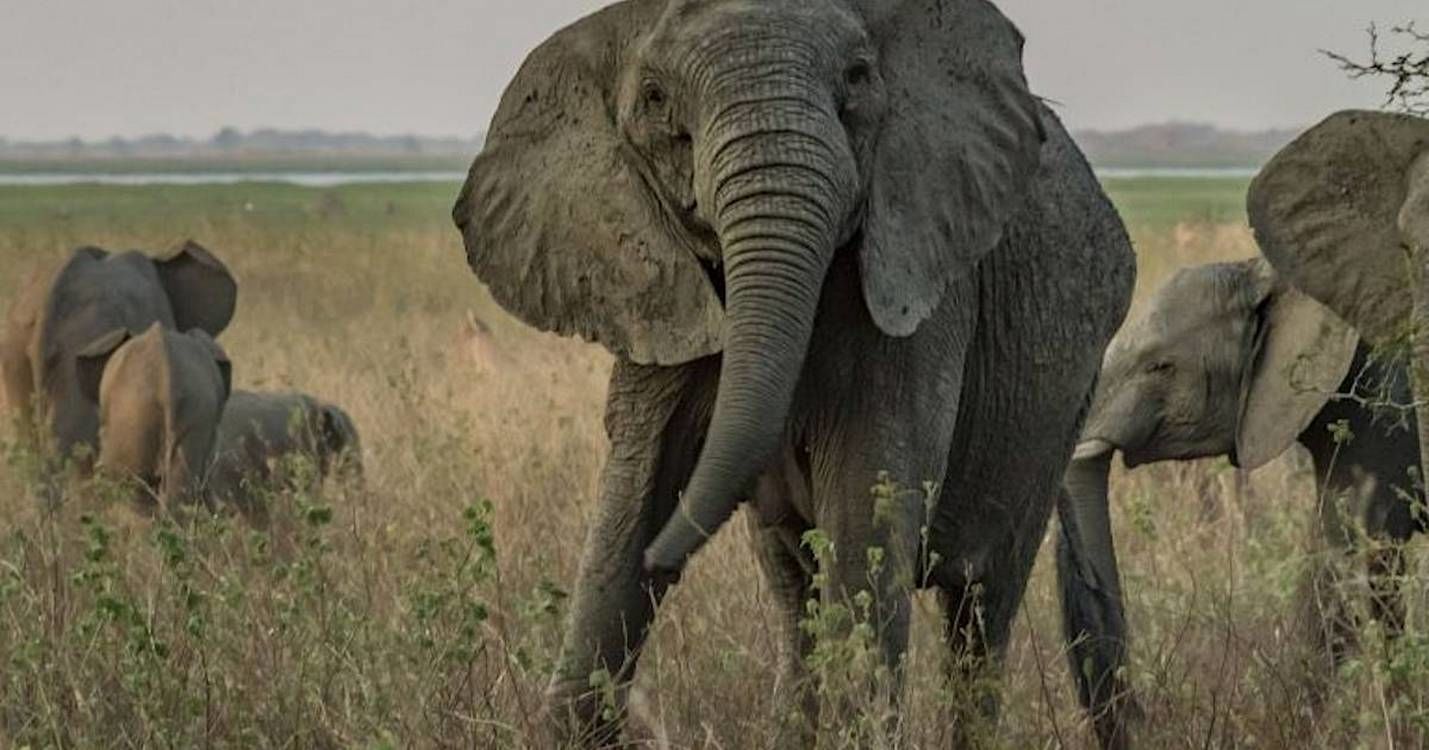 Ученые удивлены возможностью слонов к генным мутациям и рождением без бивней