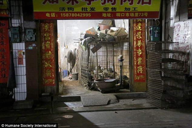 В Китае прошел жестокий фестиваль собачьего мяса