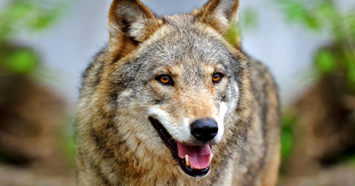 ЧП на Луганщине: волк утащил со двора дома и загрыз 2-летнюю девочку