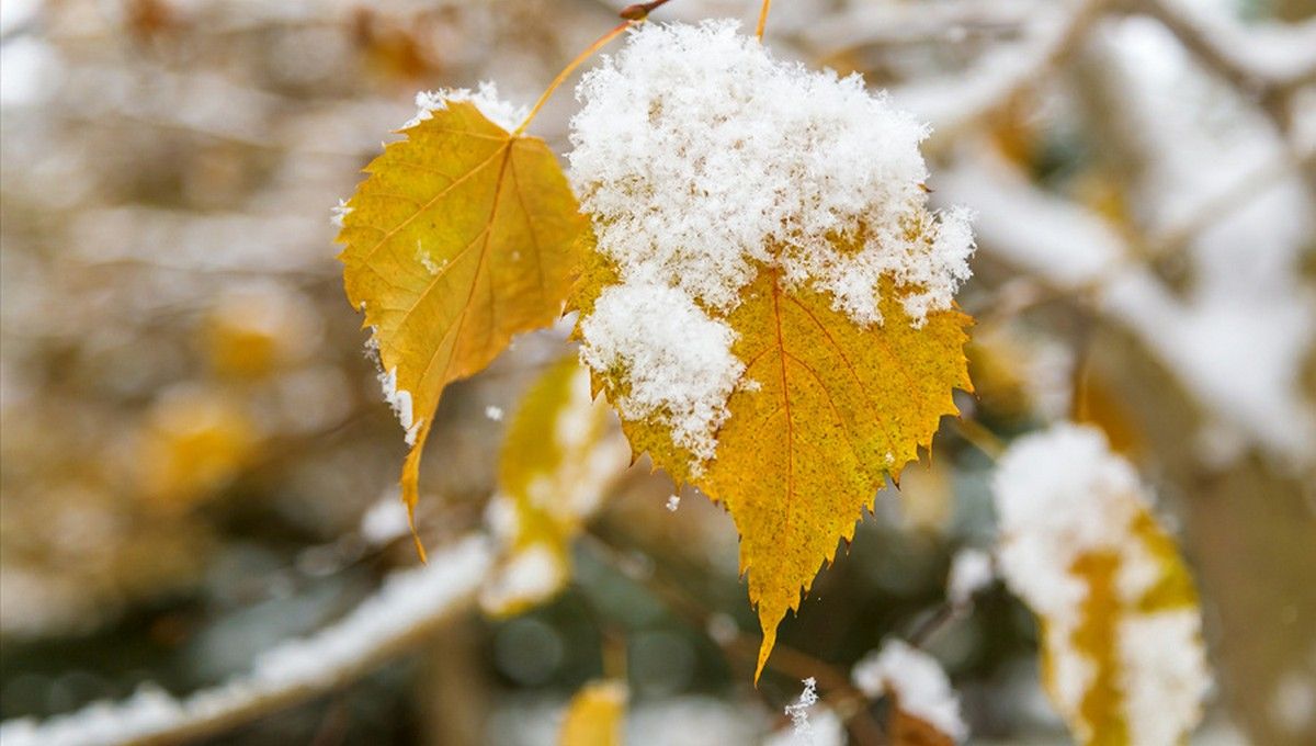 ​Не только в Карпатах: Украину запорошило первым плотным снегом