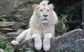 В Тбилиси сбежавших животных отстреливает спецназ: убит белый лев